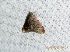 Theria crypta_имаго_самец 1